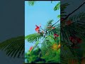 Nỗi Buồn Hoa Phượng #tamtrang #nhactrutinh #canhdep #shorts #new #viral #flowers