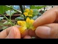 Hand Pollinating MELONS