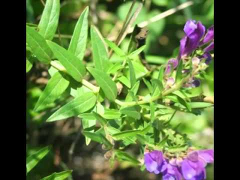 Skullcap Herb Health Benefits & Side Effects