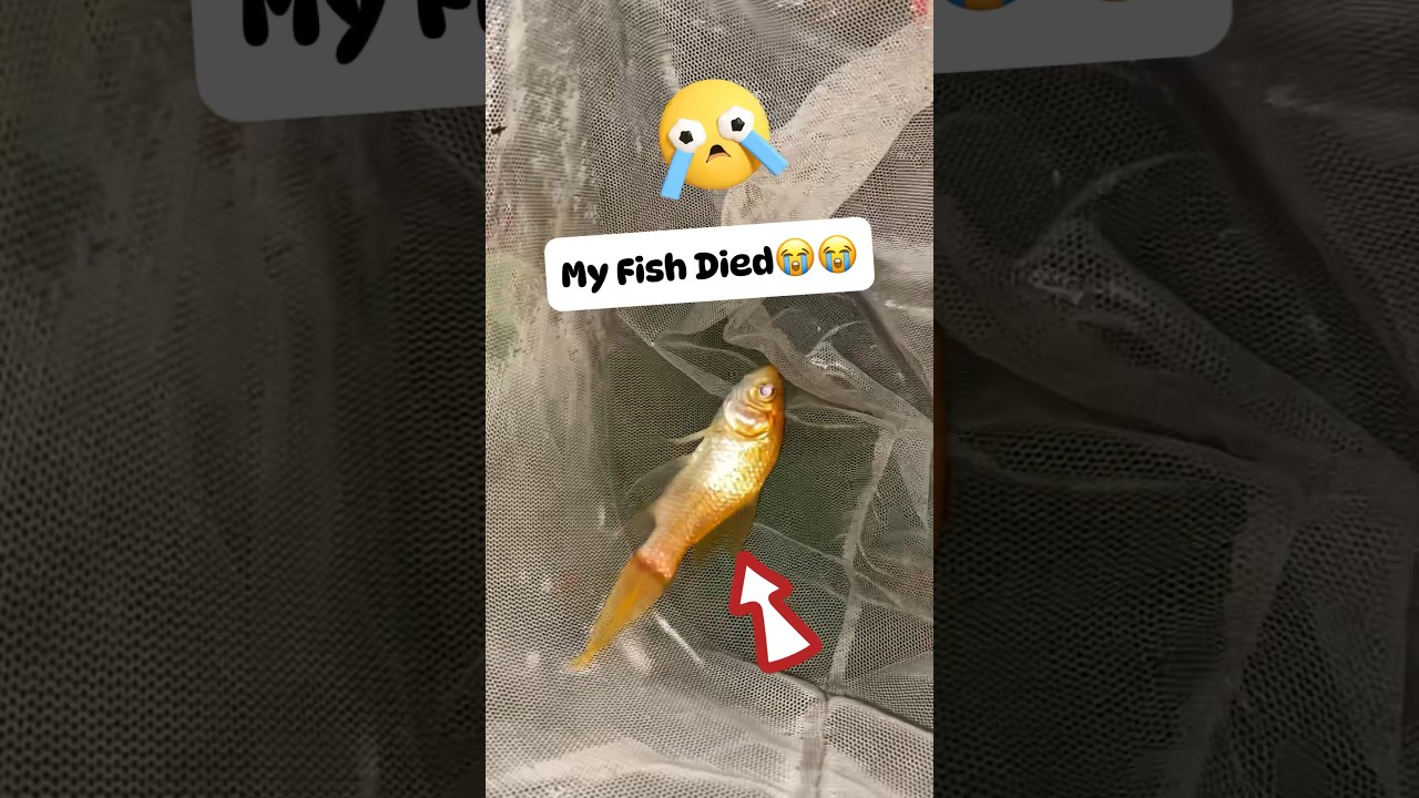 Meri Fish Mar Gayi 🐠😭 - LwM day 34/1000 @WhisperAnxiety