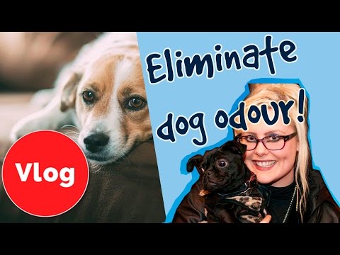 فيديو: 5 طرق لمساعدة الكلب الخاص بك الشخير أقل
