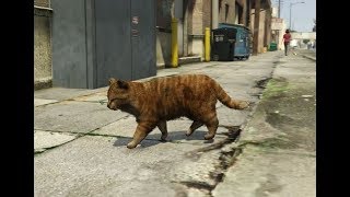 GTA Animals: Stray Cat Annoying Cat