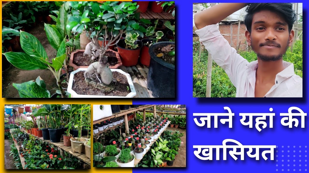 जाने यहां की खसियत 😊🌺 Plant nursery visit ।diphu assam flower