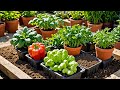 10 Easiest Vegetables to Grow for Beginners