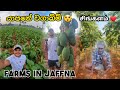   farms in jaffna thesailor srilanka