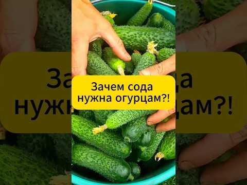 Зачем сода огурцам?! #огород #дача #огурцы #подкормка #удобрения #урожайбезхимии #мучнистаяроса