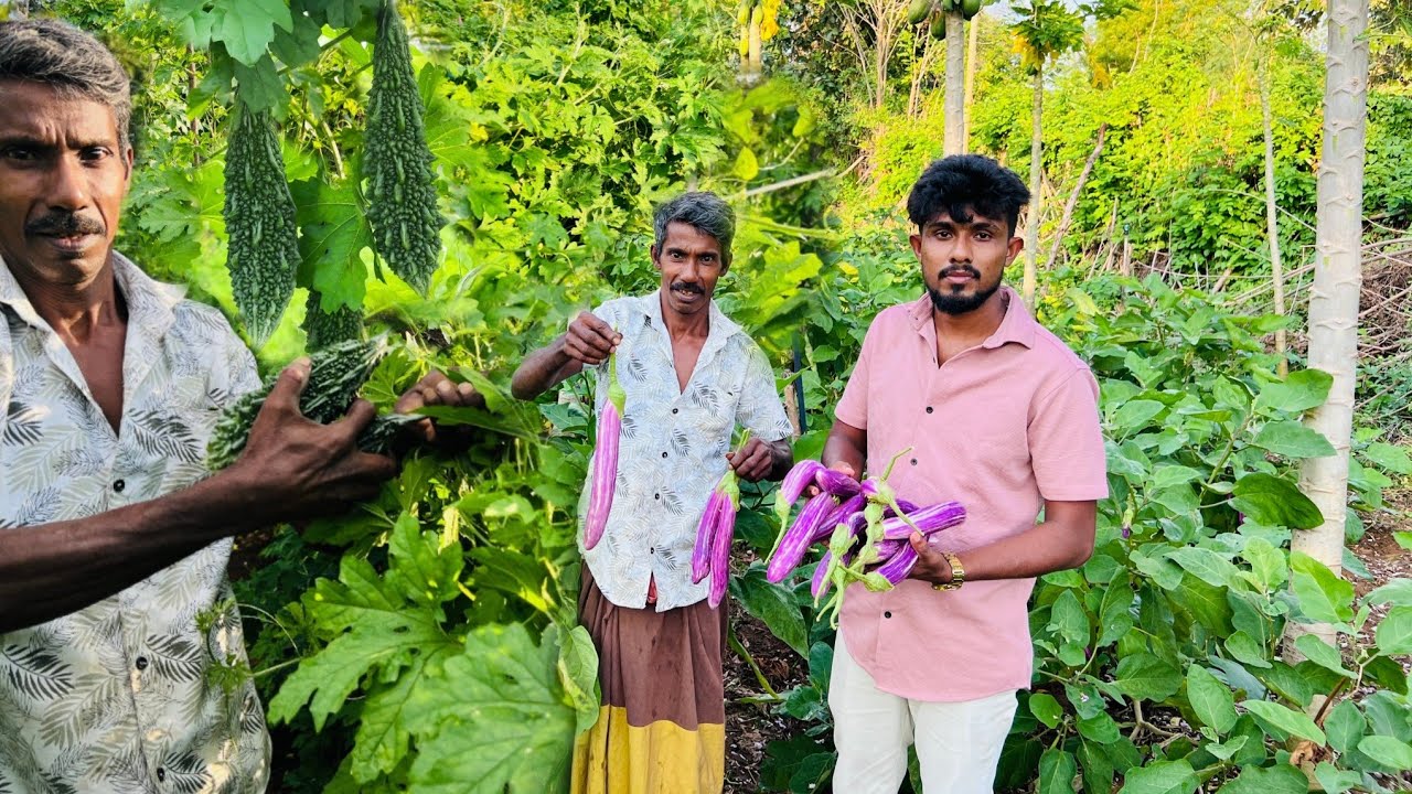 සාර්ථකව කරවිල සහ වම්බටු වගාව කරන ආකාරය | How to successfully cultivate bitter gourd and eggplant