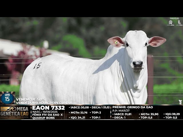 LOTE 15