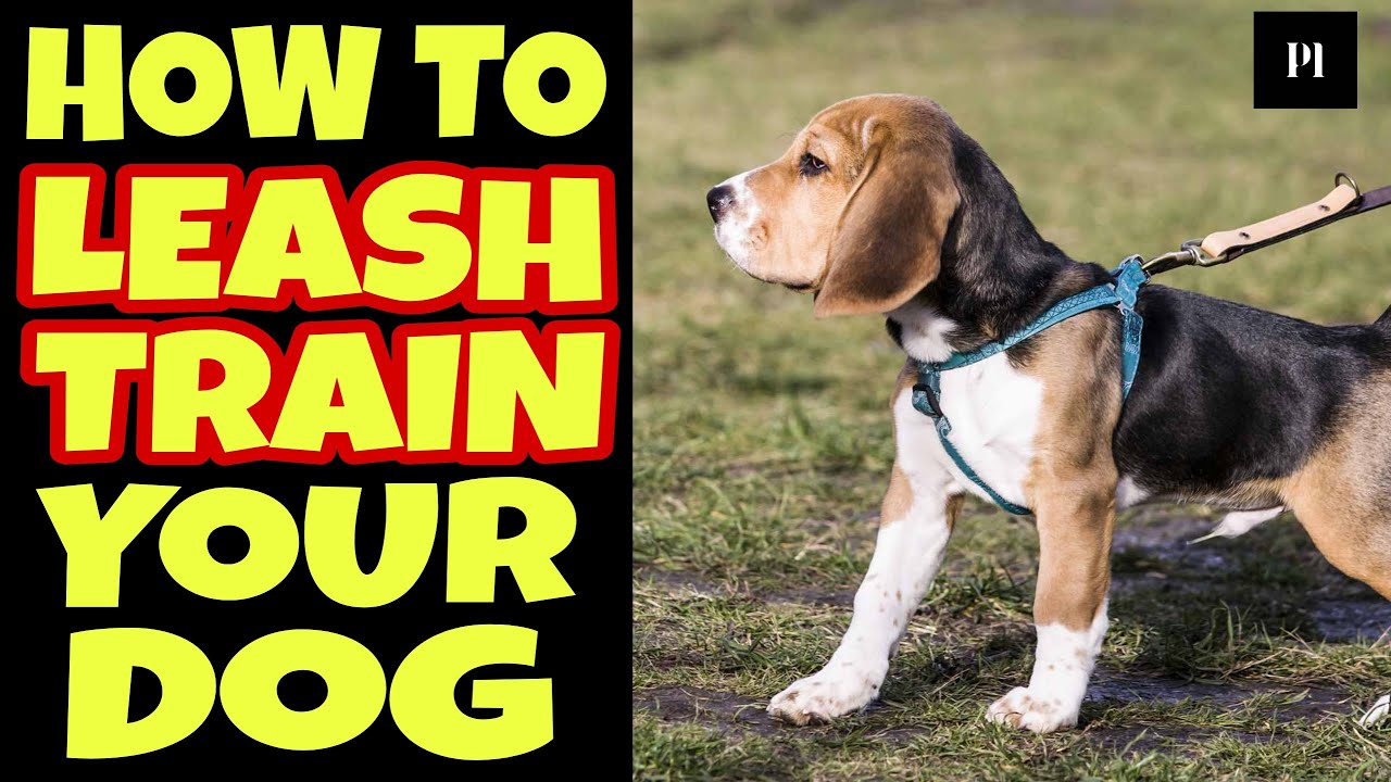 How to leash train your dog in Hindi 3 simple steps Petsinfomania
