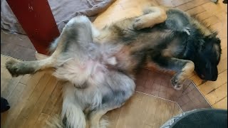 Playing with Gaston my Leonberger dog by Freddy FuFu 3,251 views 2 years ago 4 minutes, 47 seconds