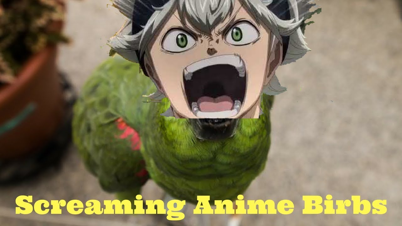 Screaming Black Clover Anime Birbs YouTube