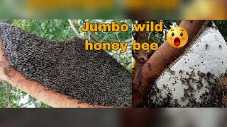 Harvesting wild honey in the Philippines/grabe'ang laki ng pulot pukyutan!!