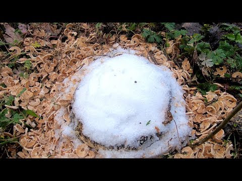 Does Epsom Salts Kill Tree Roots?