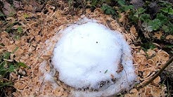 Does Epsom Salts Kill Tree Roots?