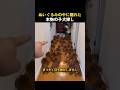 ぬいぐるみの中に隠れた本物の子犬探し