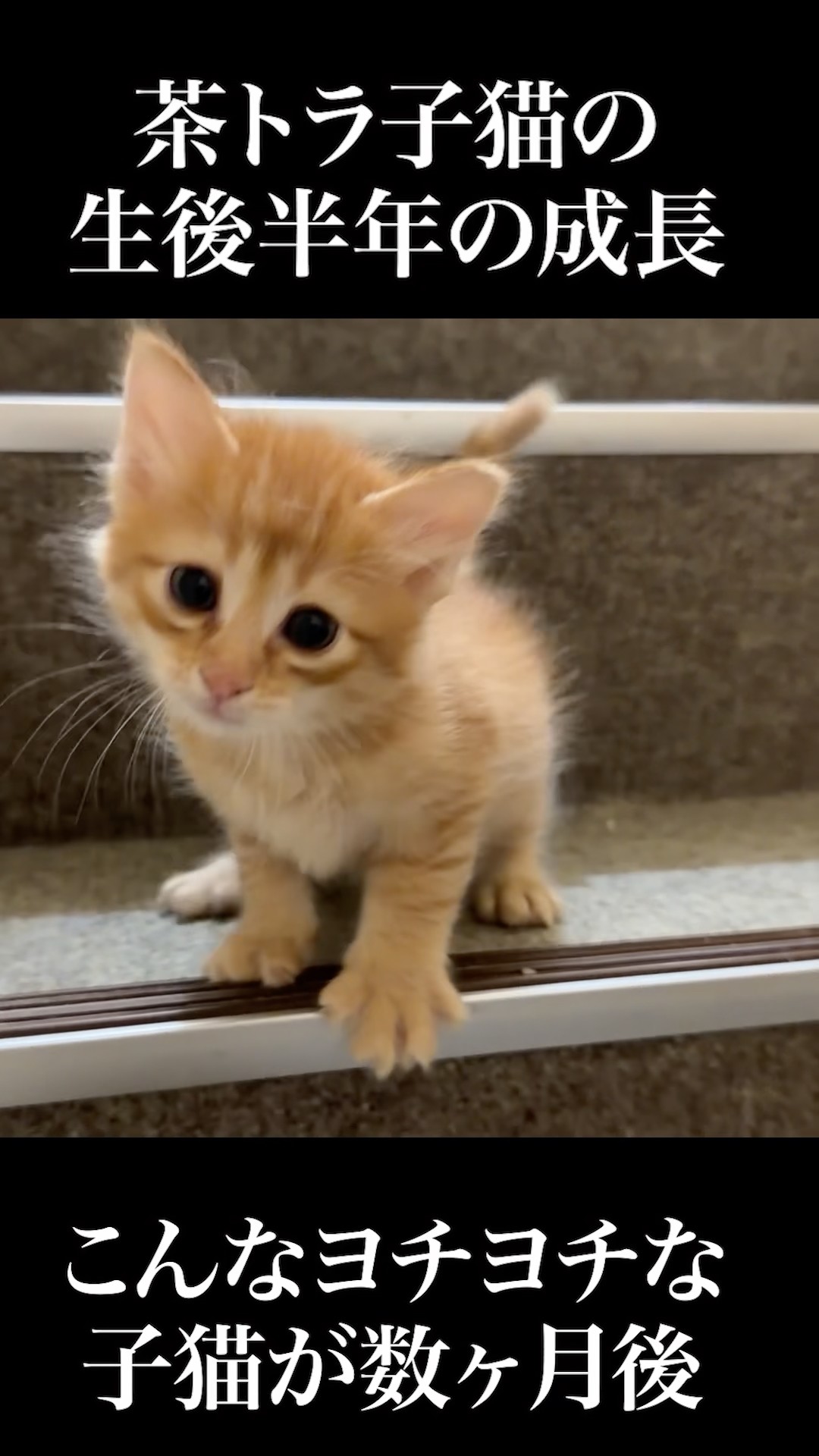 🐱甘ったれ茶トラ子猫、半年の成長 #cat #kitten #猫 #子猫 #ねこ