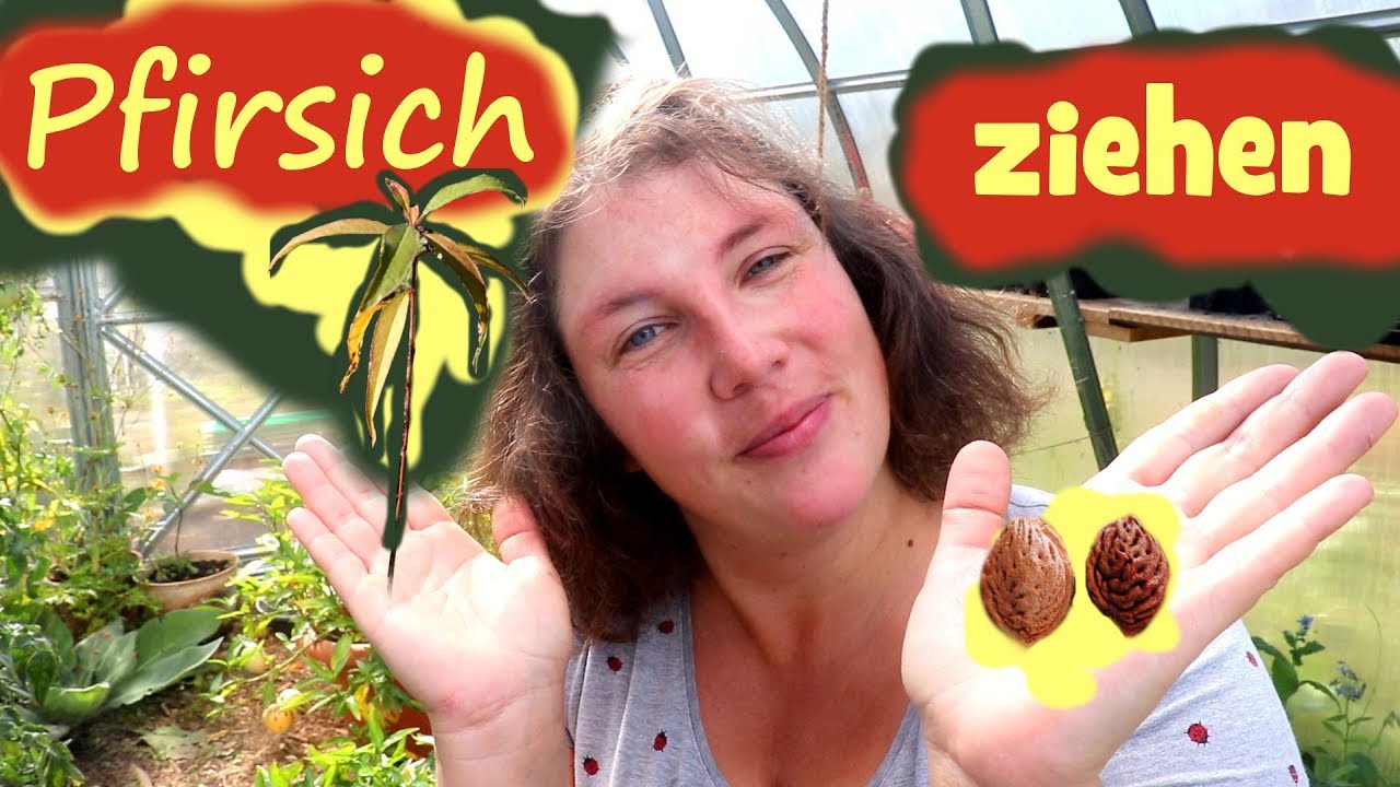 Pfirsichbaum 🍑 aus Kern ziehen │ Pfirsichkern pflanzen