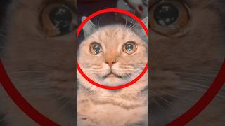 Why do CATS CRY? 😱 Why do CATS CRY? 😱