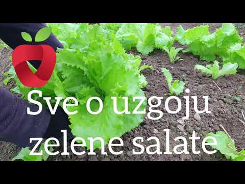 Video: Salata. Uzgoj na otvorenom