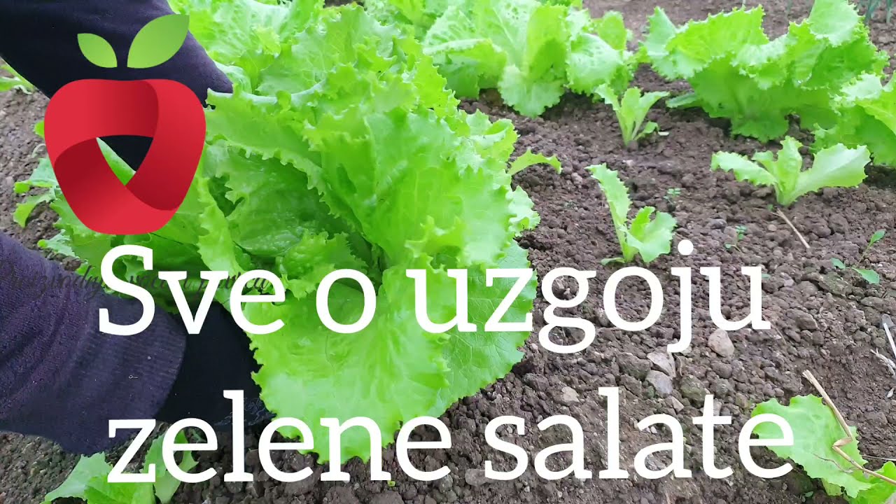 Sve što trebamo znati o salati