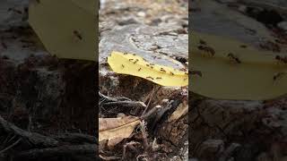 ants 🐜 a lot of ants