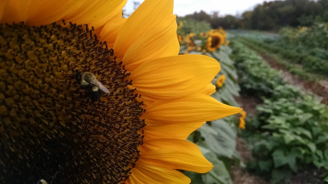 Storytime Sunflower House YouTube