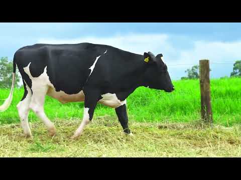 LOTE 79 RICCA MALU 6969 RUBELS