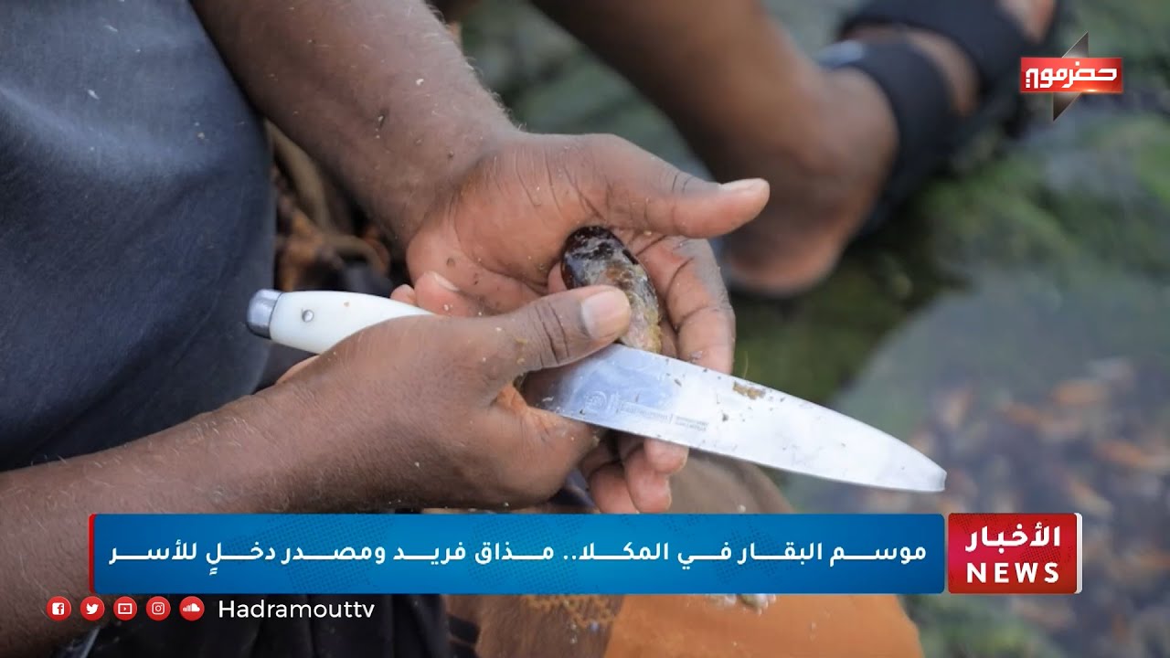 موسم البقار في المكلا .. مذاق فريد ومصدر دخل للأسر