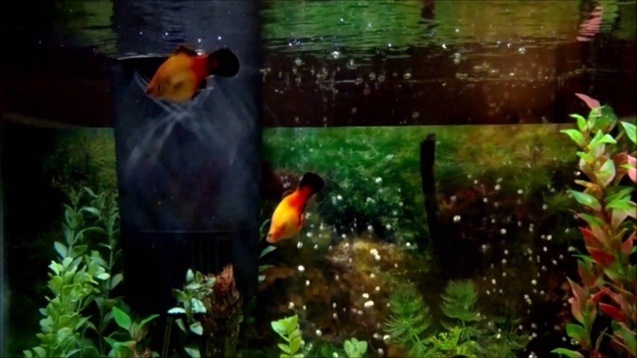 Aquarium Zen YouTube