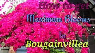 How to get Maximum Blooms In Bougainvillea // A Fully Tested Method on Bougainvillea..
