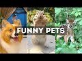 Funny Cat, Dog &amp; Animal Videos | Funny Pets Compilation - 11