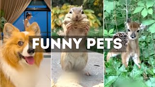 Funny Cat, Dog &amp; Animal Videos | Funny Pets Compilation - 11