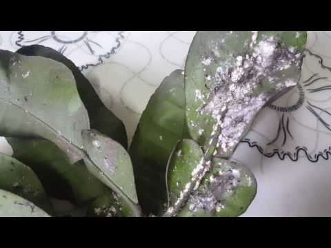 Video: Phải Làm Gì Về Rệp Trên Cây Trúc Của Tôi - Kiểm soát Rệp Cây Trúc Trong Vườn