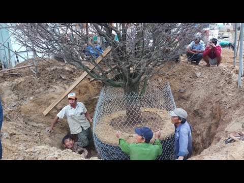 HV 518.Giao lưu thành công cây thanh mai khủng siêu búp tàn dù đẹp tại quảng nam