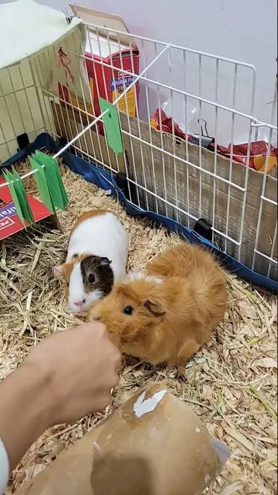 Video 1308011: abyssinian breed, breed american