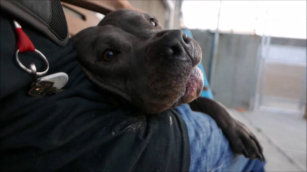 Crystal - A1078006 - Brooklyn ACC camera iphone 8 plus apk