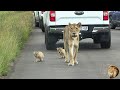 Hungry Lioness Force Newborn Lion Cubs Through Traffic