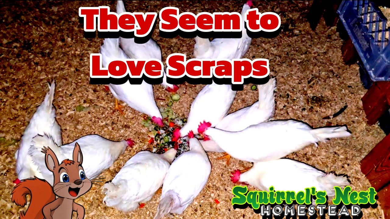 We Have Some Scraps for the Chickens - YouTube