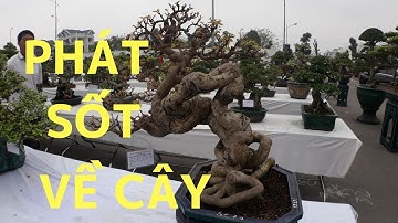 Bonsai HP | TRIỂN LÃM CÂY CẢNH HẢI DƯƠNG VỚI NHỮNG CÂY TUYỆT ĐẸP VÀ ĐẲNG CẤP