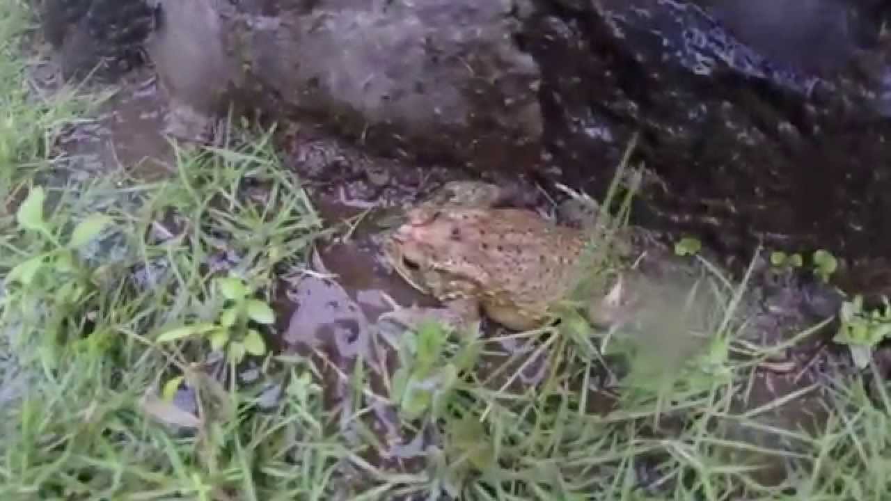 Best of Bali - YouTube