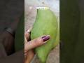 Mango pickle 🌿🥭 #shortsvideo #pickle #mango #roast #music #kannada