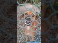 Dag Orriginal Sound Very Dangerous Shorts Dogbarking Nandakumarbiswas0308 