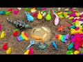 Menangkap Anak Ayam Lucu Warna Warni, Ayam Rainbow Lucu, Ikan Mas, Ikan Hiu, Ikan Arwana [Part573]