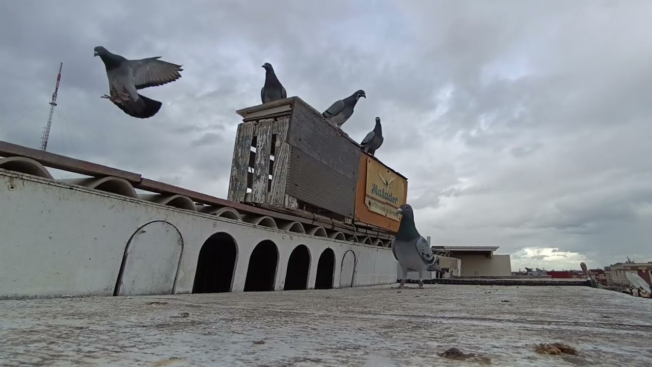 بداية إطلاق الحمام لأخوكم في الله بلعيد منتاكي رغم كل الظروف اللتي نواجهها 