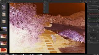 C1 Convert Negative - Color Example 5 (Sookie)