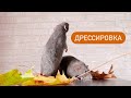 Новые гамаки для крыс | Как дрессировать крыс 🐀