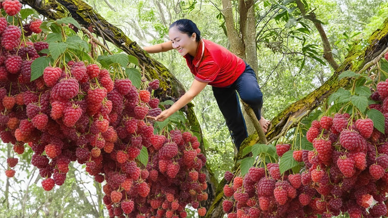 Full video: Harvesting Raspberry on Wonderful Farm And Selling at the ...