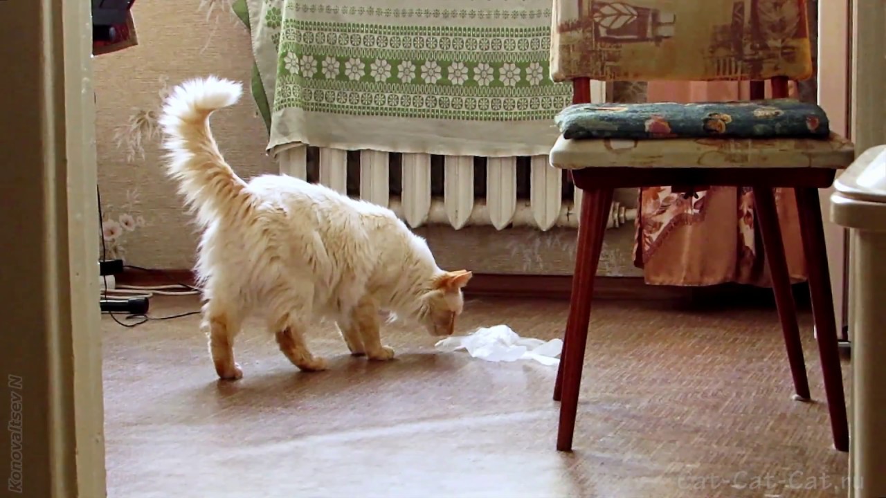 Кот орет в машине
