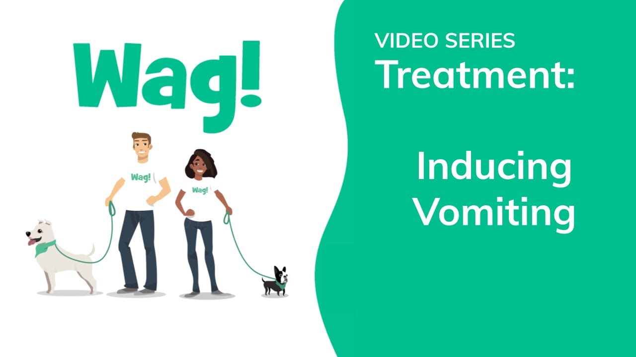 Inducing Vomiting in Dogs Wag! YouTube