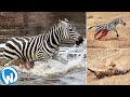 The Most Violent Fights Between Wild Animals